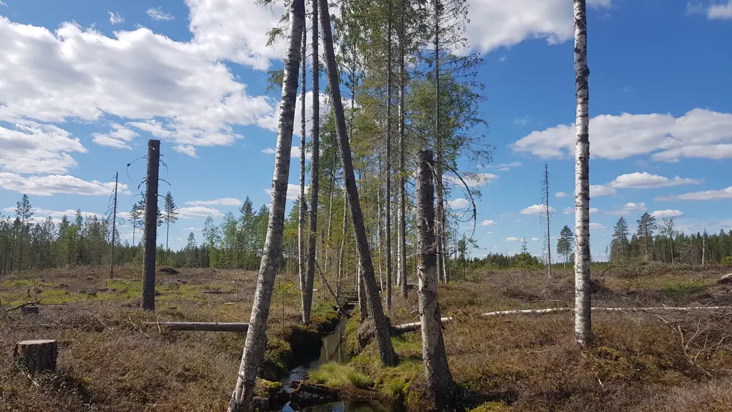The riparian zone of a stream is protected from a clear cut with only a few meters of buffer.