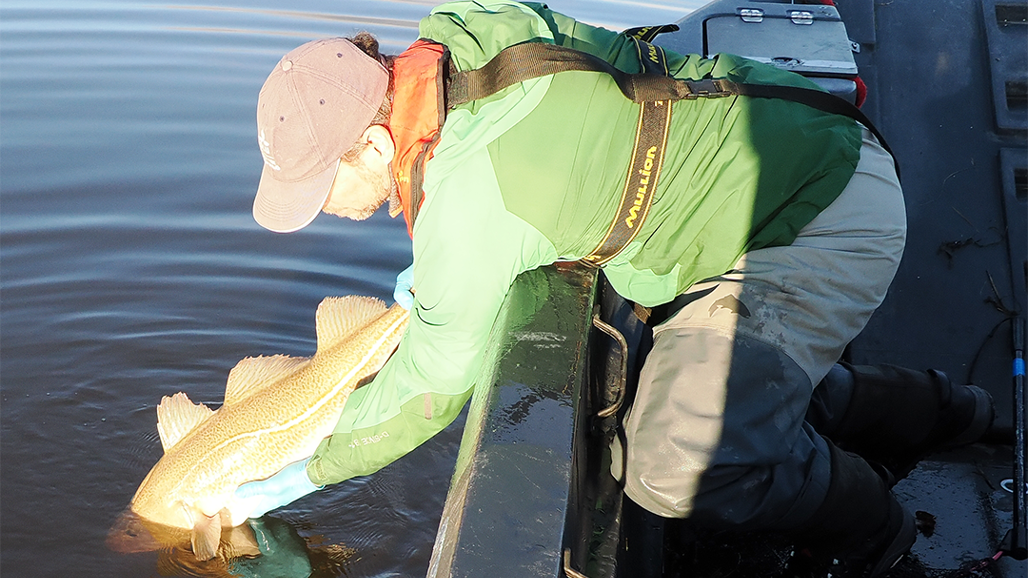 Man släpper ner en torsk i havet från en båt.