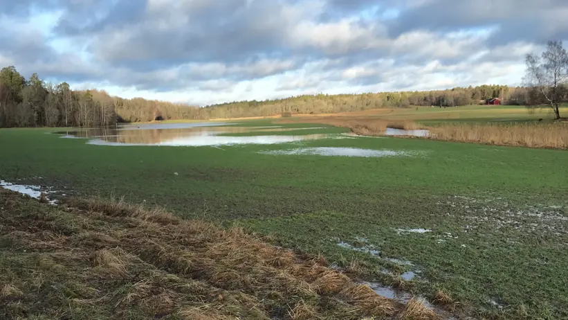 Översvämmad jordbruksmark. Foto.