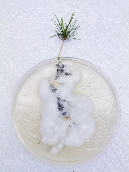 A pine seedling with fungal mycelium at the roots grows in a round plastic container. Photo.