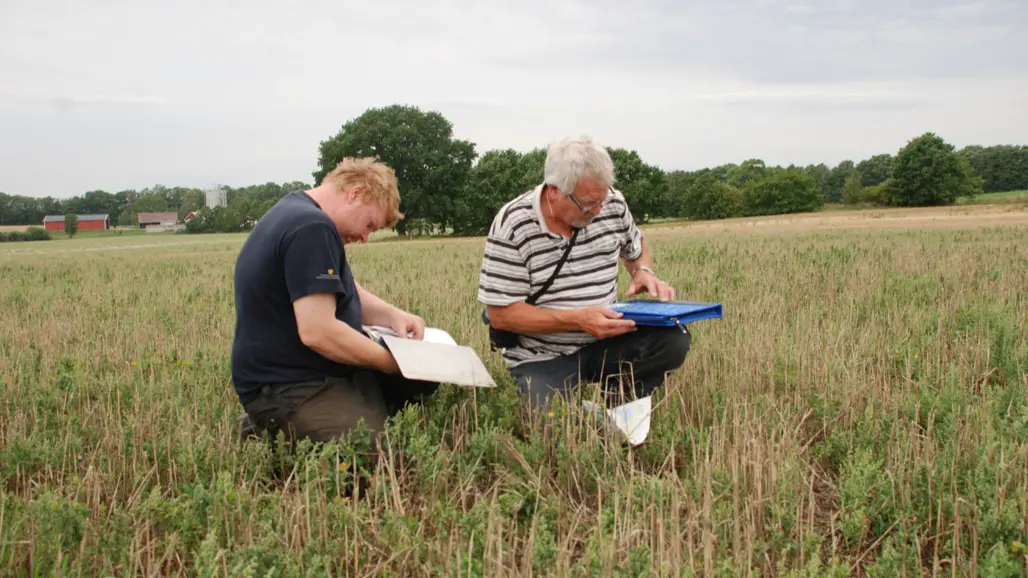 Två personer tittar på grödan i ett sädesfält