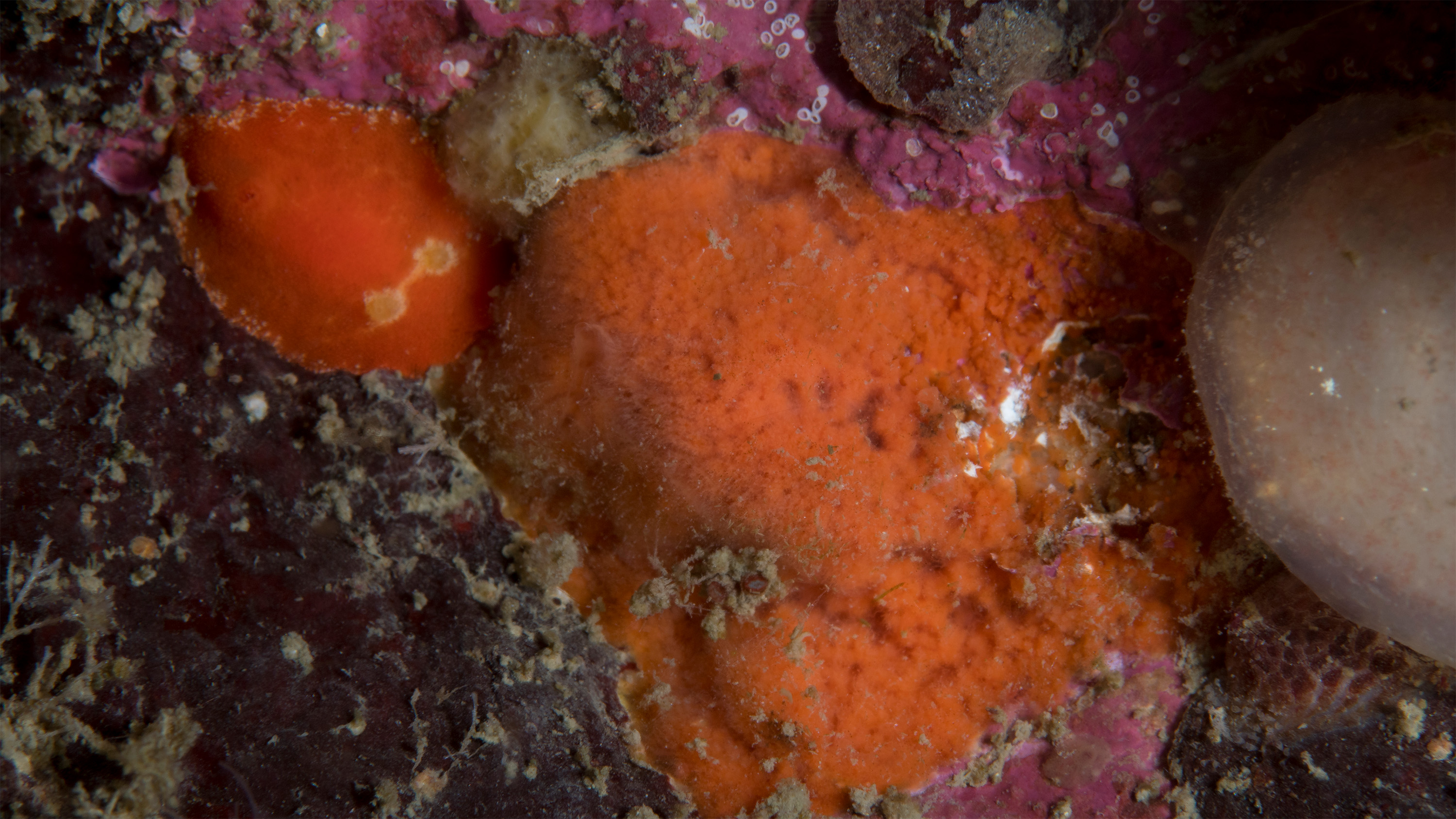 Orange havslevande organism som breder ut sig över en klippyta bland rosa och mörka påväxtorganismer.