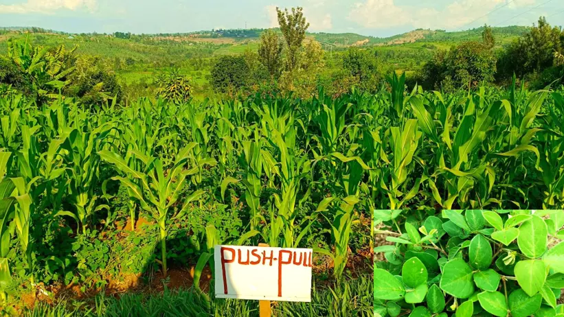 A cornfield and a sign that says "push-pull". An inset image of a plant with green leaves. Photo collage.