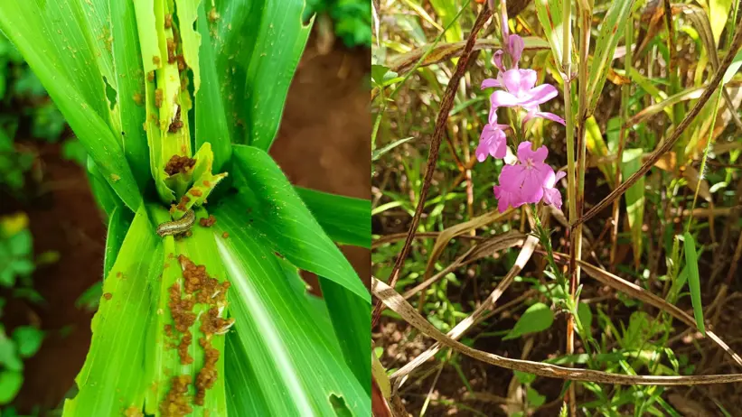 Two images combined into a collage. On the left, an image of corn fly larvae attacking a corn plant and on the right, a plant with pink flowers in a sorghum field. Photo.