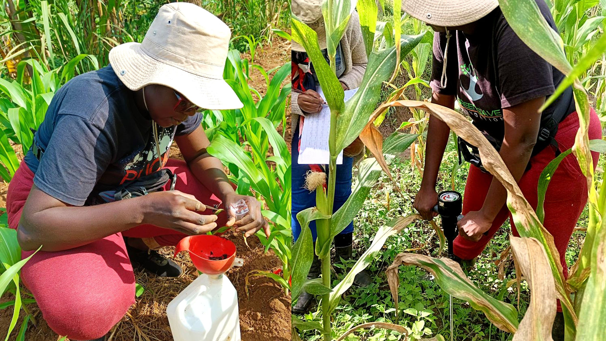Field work in a corn field. Scientists collect insect samples. Photo.
