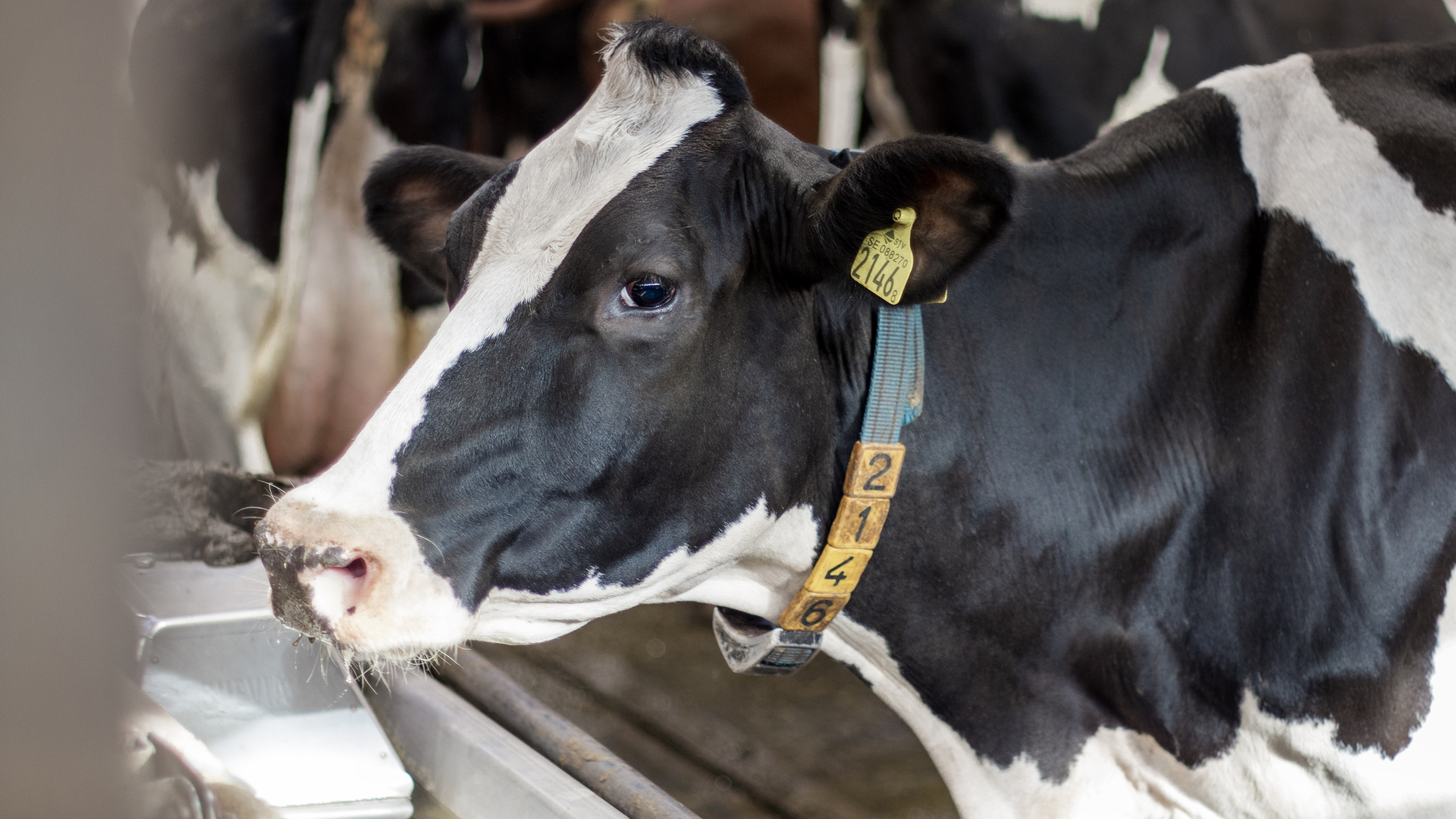 A black and white cow with a collar. Photo.