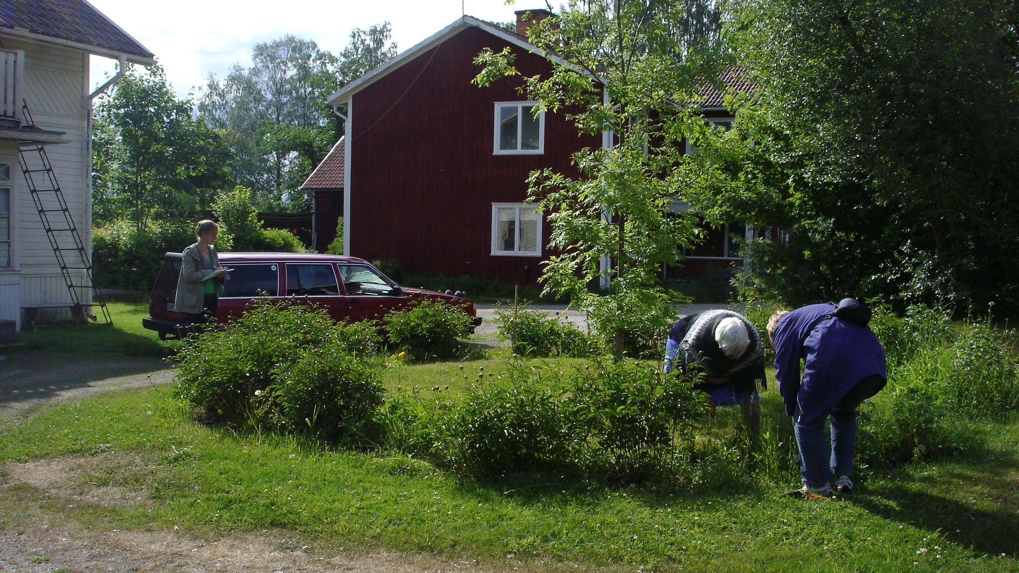 I en trädgård växer en rundel av luktpioner och mellan dem pärlhyacinter. En kvinna står och ritar upp rundeln på ett dokument medan två andra kvinnor gräver upp plantor. Solen skiner och i bakgrunden syns ett gammalt hus från 1800-talet i vitt trä. 