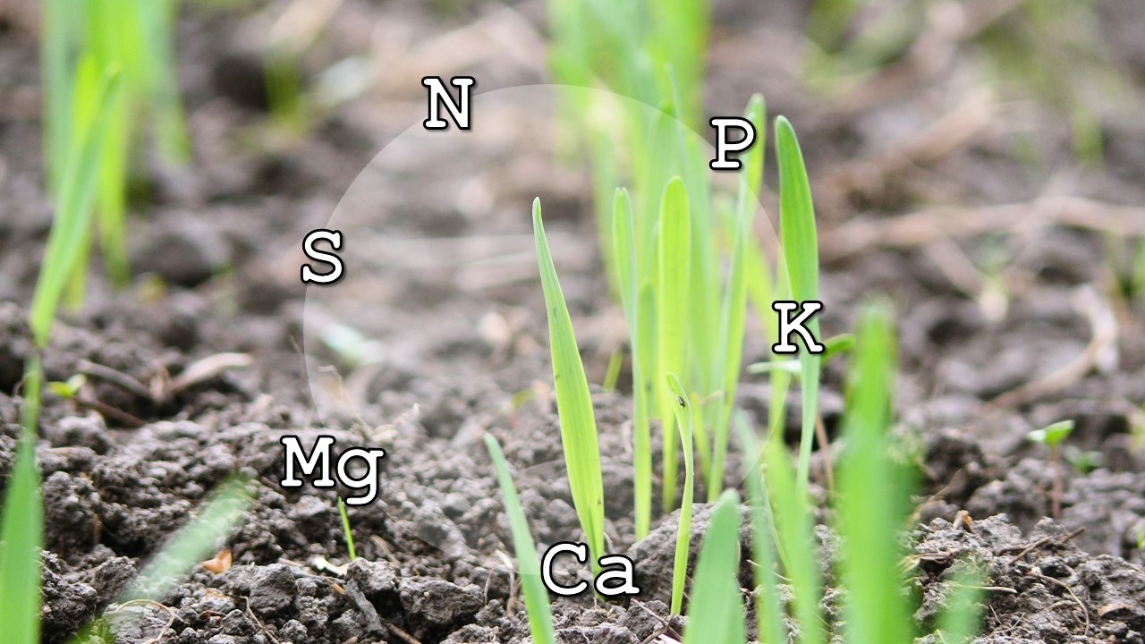 Description of Soil Nutrient Cycling