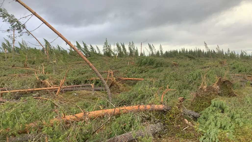 Storm damage forest. Photo.