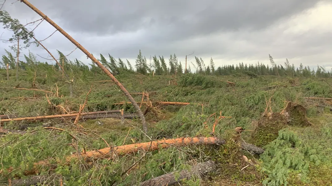 Stormskadad skog. Foto.