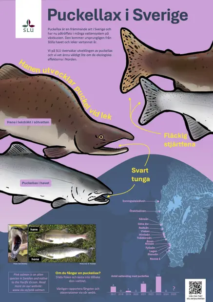 Poster about the distribution and identification of pink salmon.