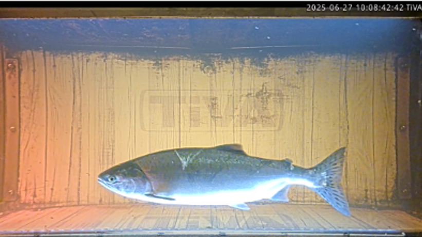 fish swimming in the water