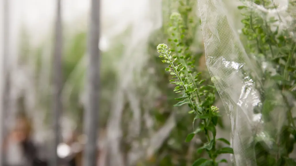 Lepidium campestre (field pepperwort or field pepperweed) in the Biotron at SLU in Alnarp.
