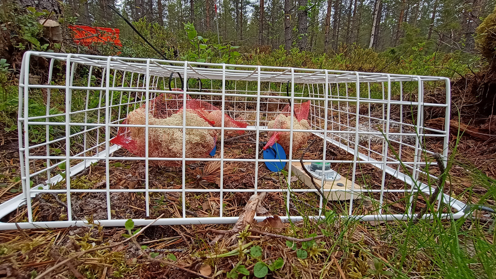 En uppochnervänd korg med lav och sensorer 