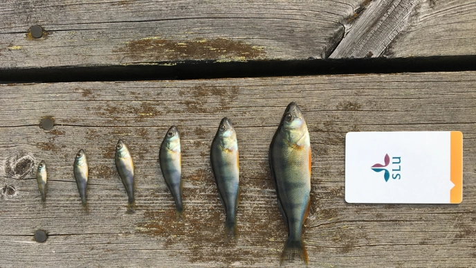 Several perch are lined up next to each other in different sizes.