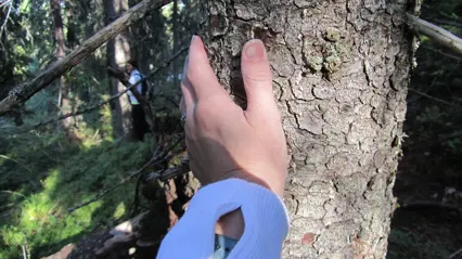 Hand on a tree stem