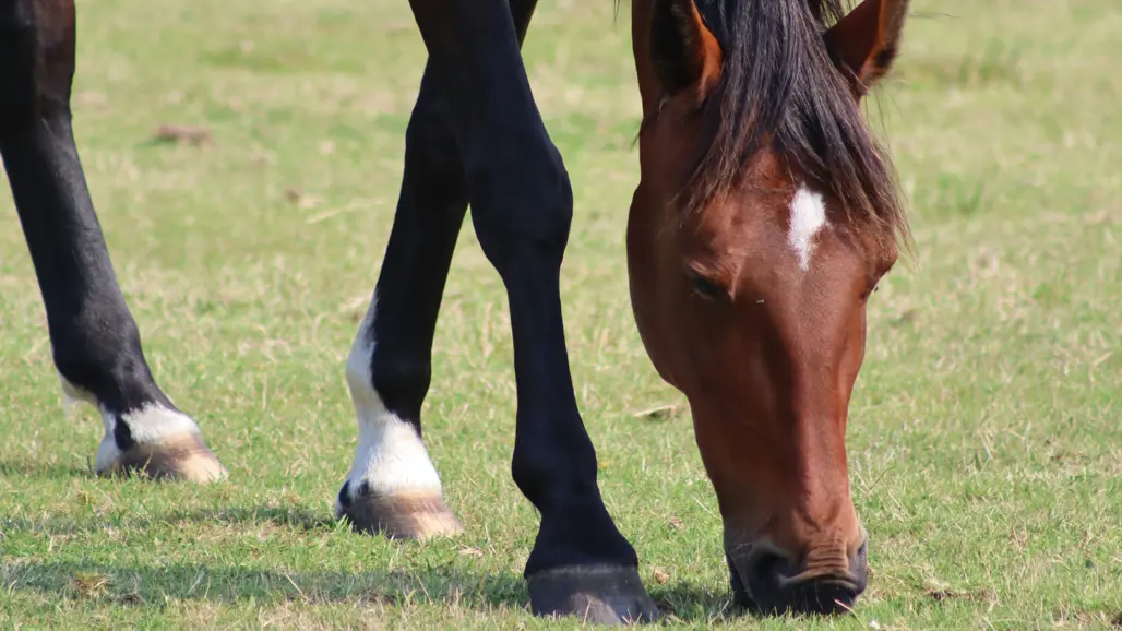 Foto av en häst som betar gräs.