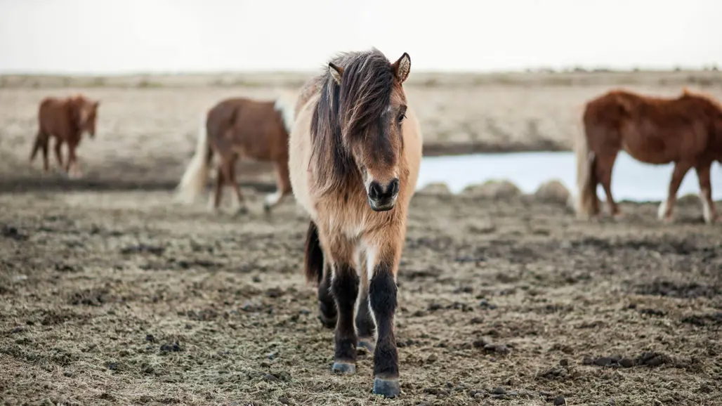 Foto av en islandshäst utomhus mot karg bakgrund.
