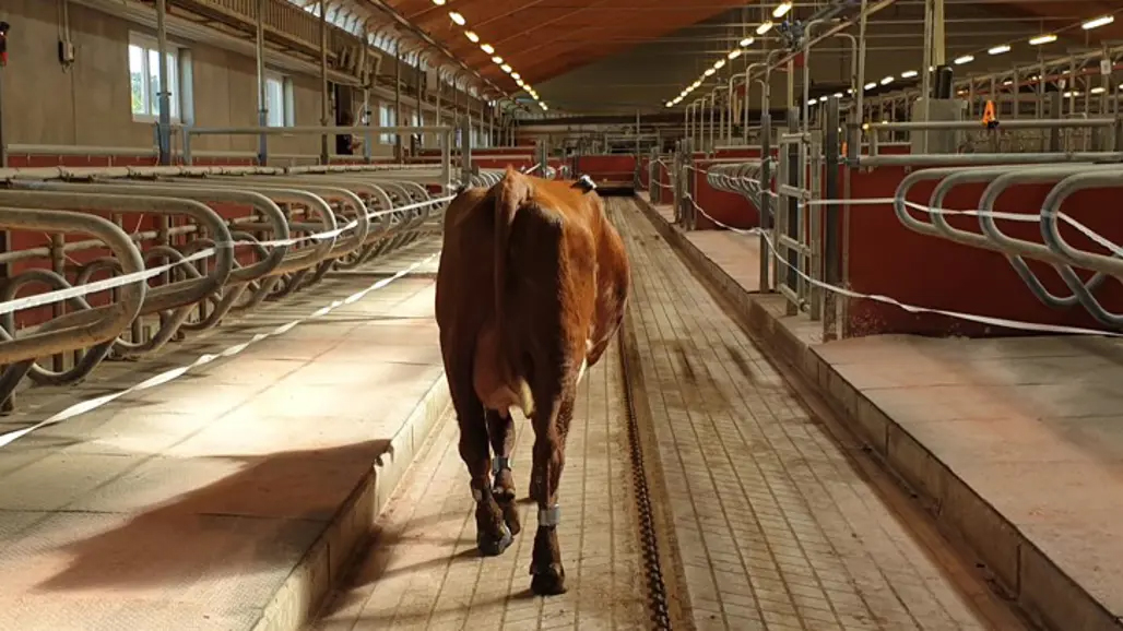 Foto av en ko som går bort från kameran iklädd sensorer, inomhus i stallbyggnad.