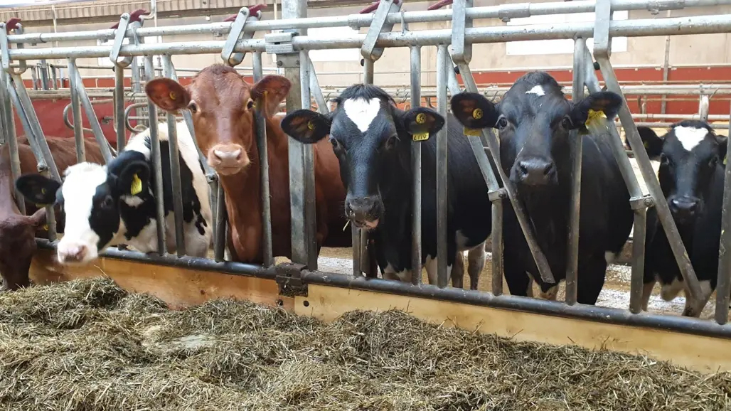 Foto av kor som äter foder vid ett höbord.