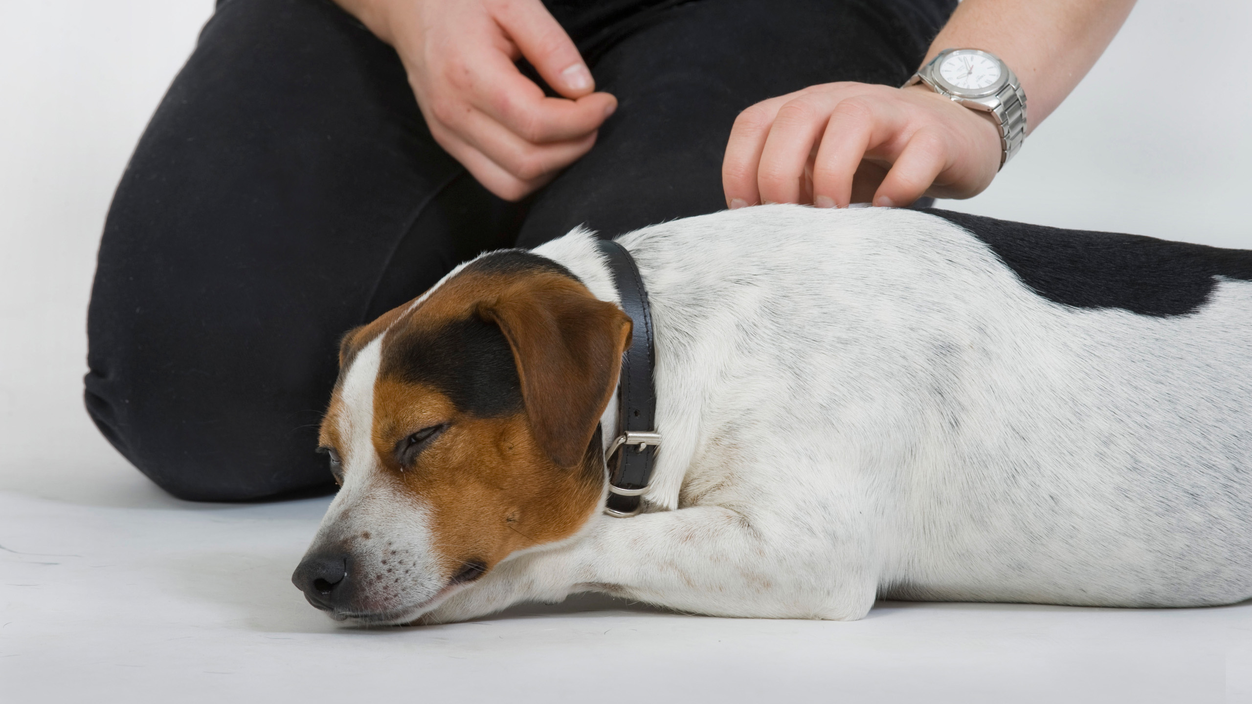 En dansk svensk gårdshund ligger och vilar. En person sitter bredvid och klappar hunden på ryggen.