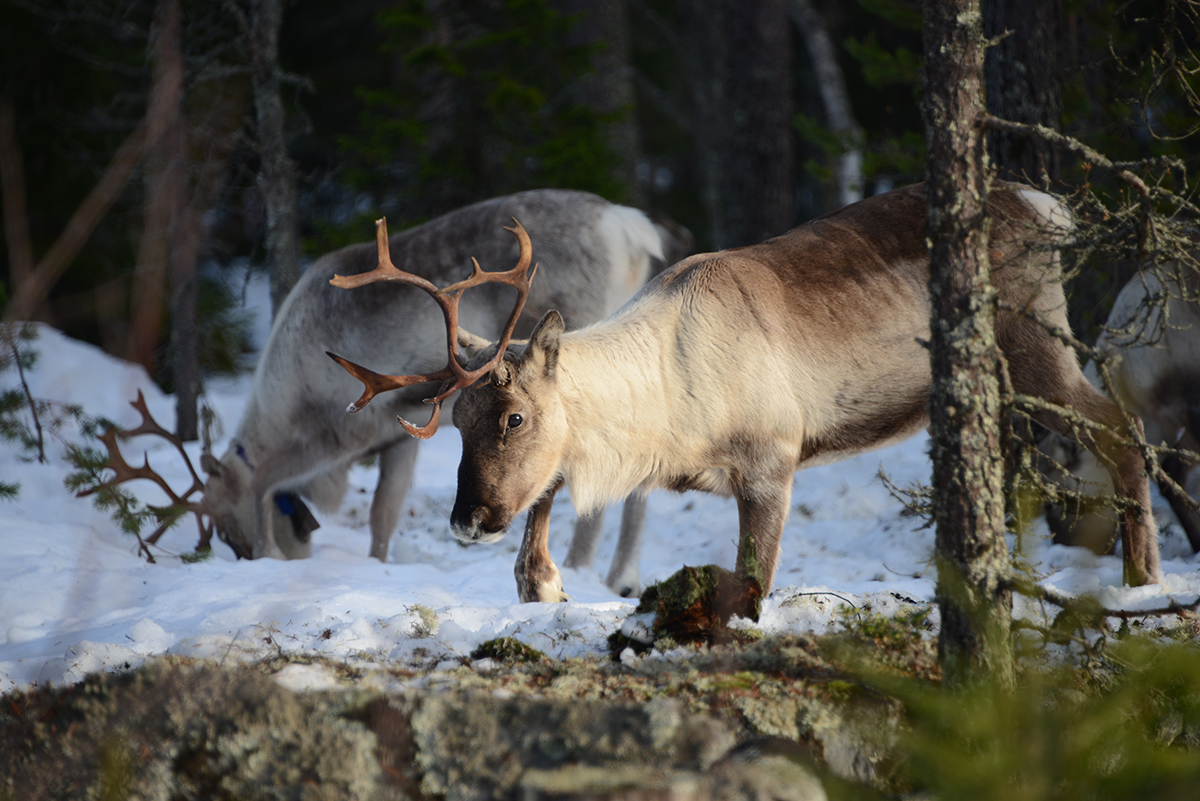 Renar som söker bete under snö
