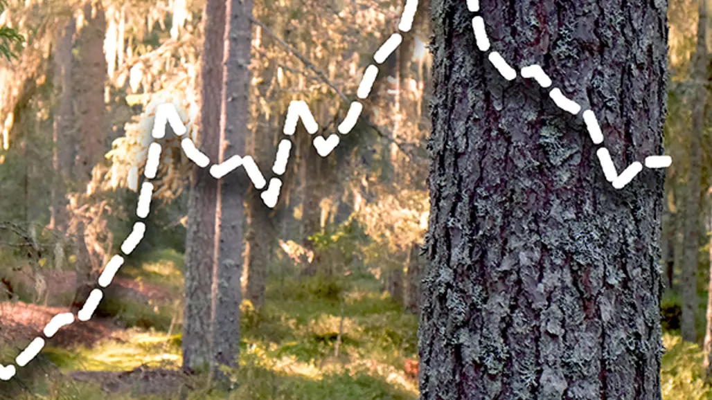 Det senaste årtiondet har tillväxthastigheten i skogen plötsligt gått nedåt.