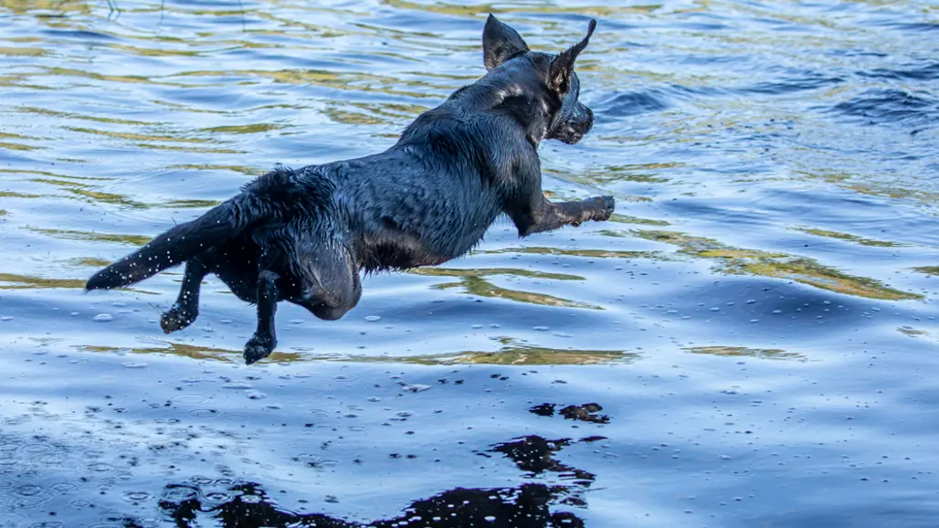 Foto av hund av rasen labrador retriever som hoppar i vattnet.