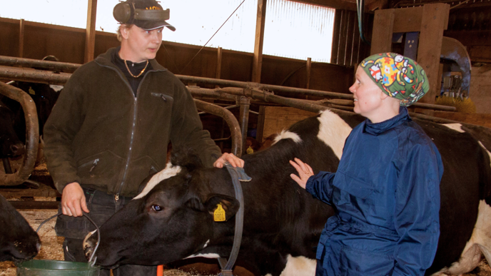 Man holding a bucket and woman wearing blue clothes both standing next to a cow.