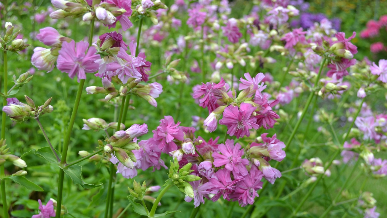 Foto av Grönt kulturarv®s Såpnejlika 'Kvinnsgröta'. Fotot visar ett hav av dubbla ljustrosa till mörktrosa blommor. Blommorna sitter främst längst uppe på stjälken och det tätt. längre ner längs stjälken sitter parallella blomskaft med blomknoppar. övriga delar av fotot fylls upp av det gröna bladverket.