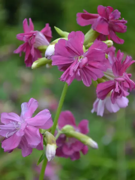 Foto av Grönt kulturarv®s Såpnejlika 'Kvinnsgröta'. Fotot visar en närbild av en blomstjälk med dubbla ljustrosa till mörktrosa blommor. I toppen av stjälne sitter blommorna som i en krans med en blomma rakt upp i mitten. Några centimeter ner sitter blommor och knoppar parallellt från stjälken. I bakgrunden syns grönska i oskärpa.