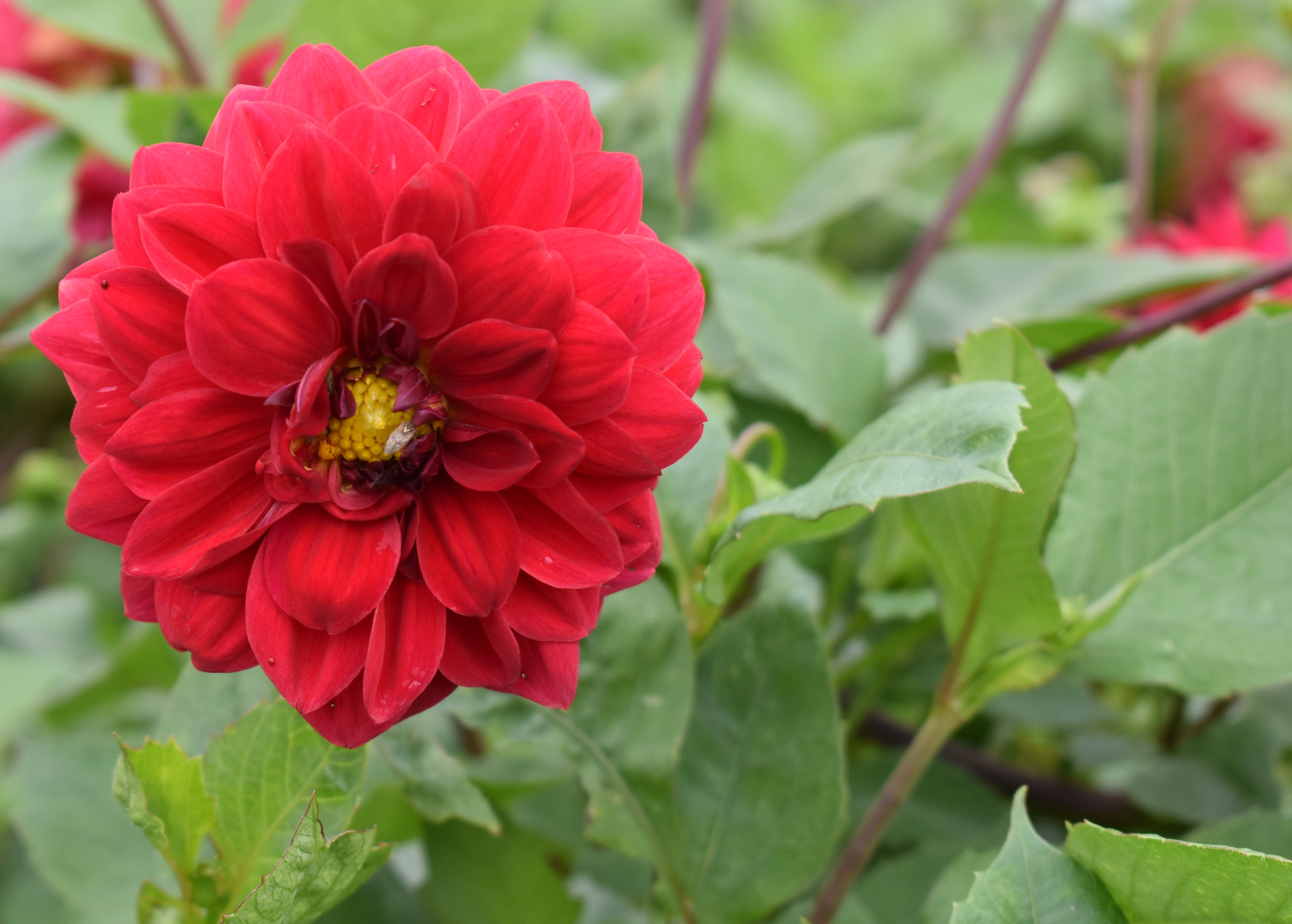 En klarröd dahlia blommar. 