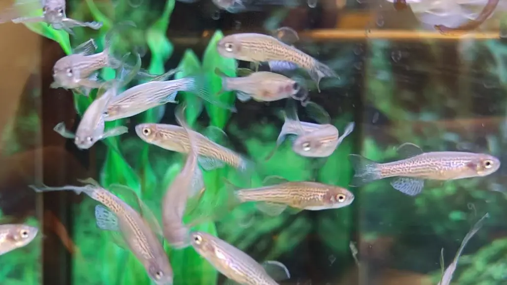 Ett stim zebrafiskar i ett akvarium. Foto.