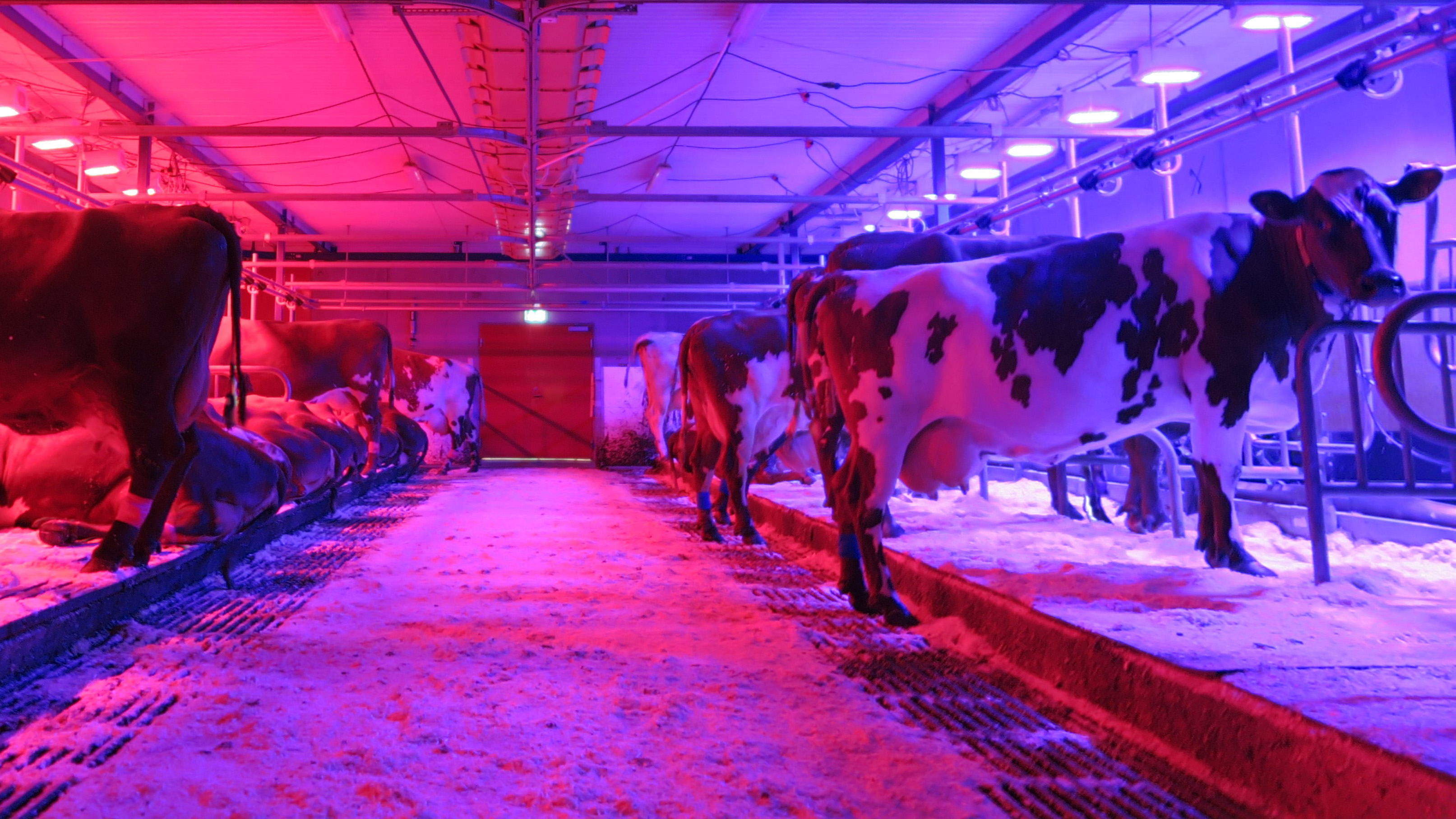 Tied dairy cows in a barn with colored LED lights in pink and purple.