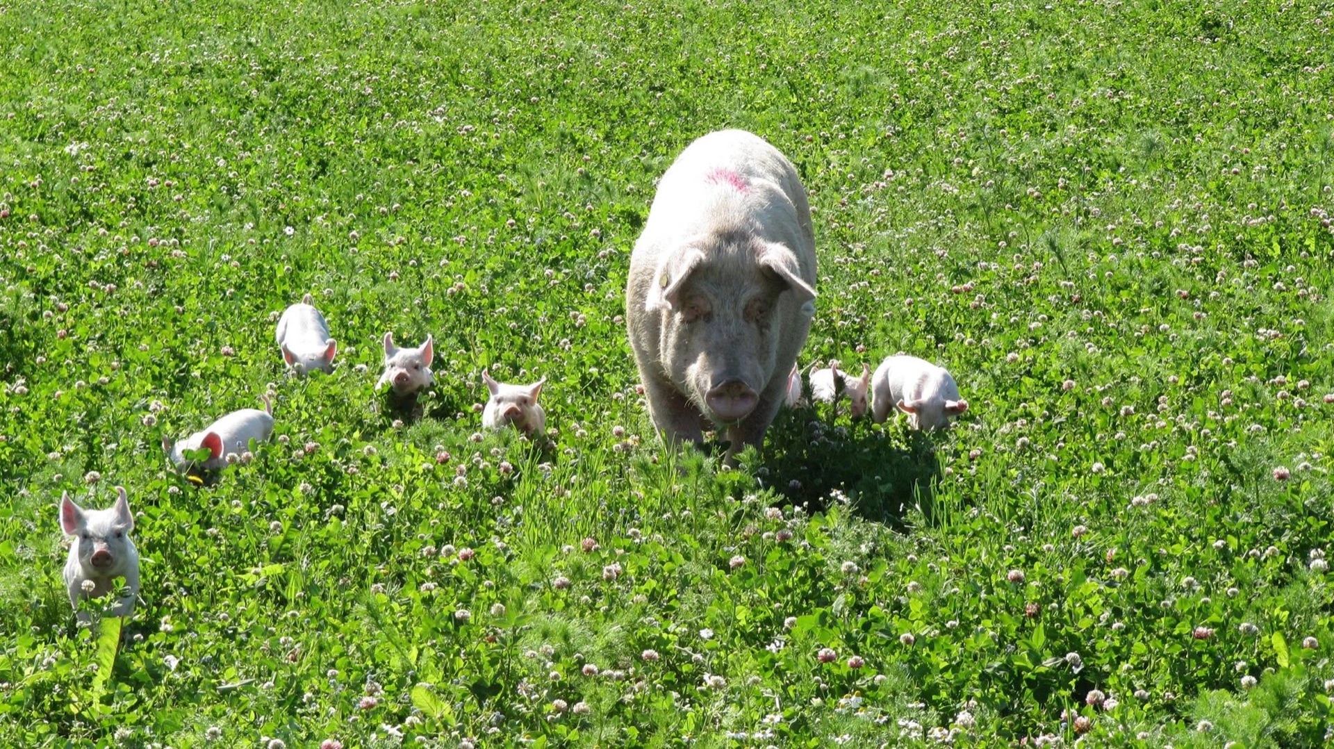Pigs on green pasture. Photo