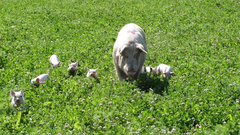 Pigs on green pasture. Photo