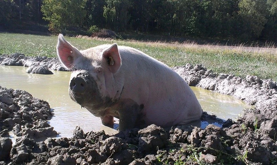 Pig in mud bath. Photo.