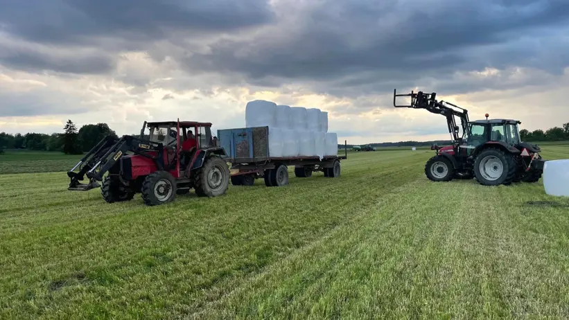 Tractors load silage on fields. Photo.