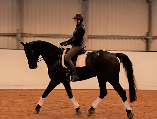 Foto av en häst med ryttare inomhus i ridhus. 