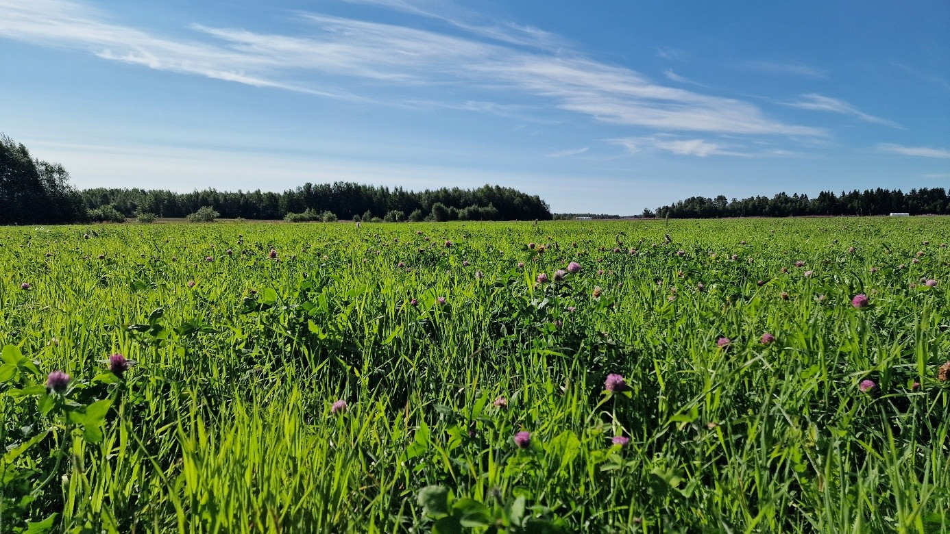 Ett fält med vallodling med klar himmel och skog i bakgrunden.