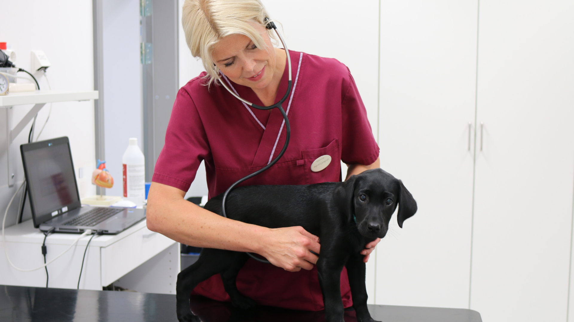 Kvinna med vinröda sjukvårdskläder som använder ett stetoskop på en hundvalp. Hundvalpen har svart päls och står på ett bord framför kvinnan. 