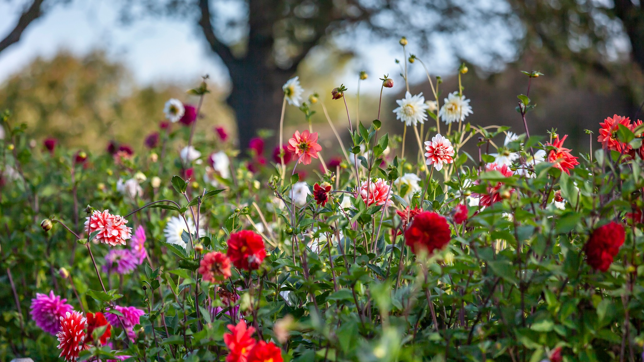 En lång rad dahlior i blom. Dahliorna blommar i olika nyanser av vitt, gult och rött. 