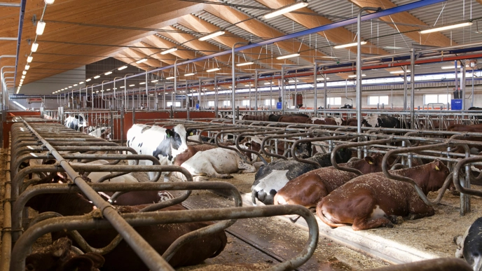 Picture of cows in stable.