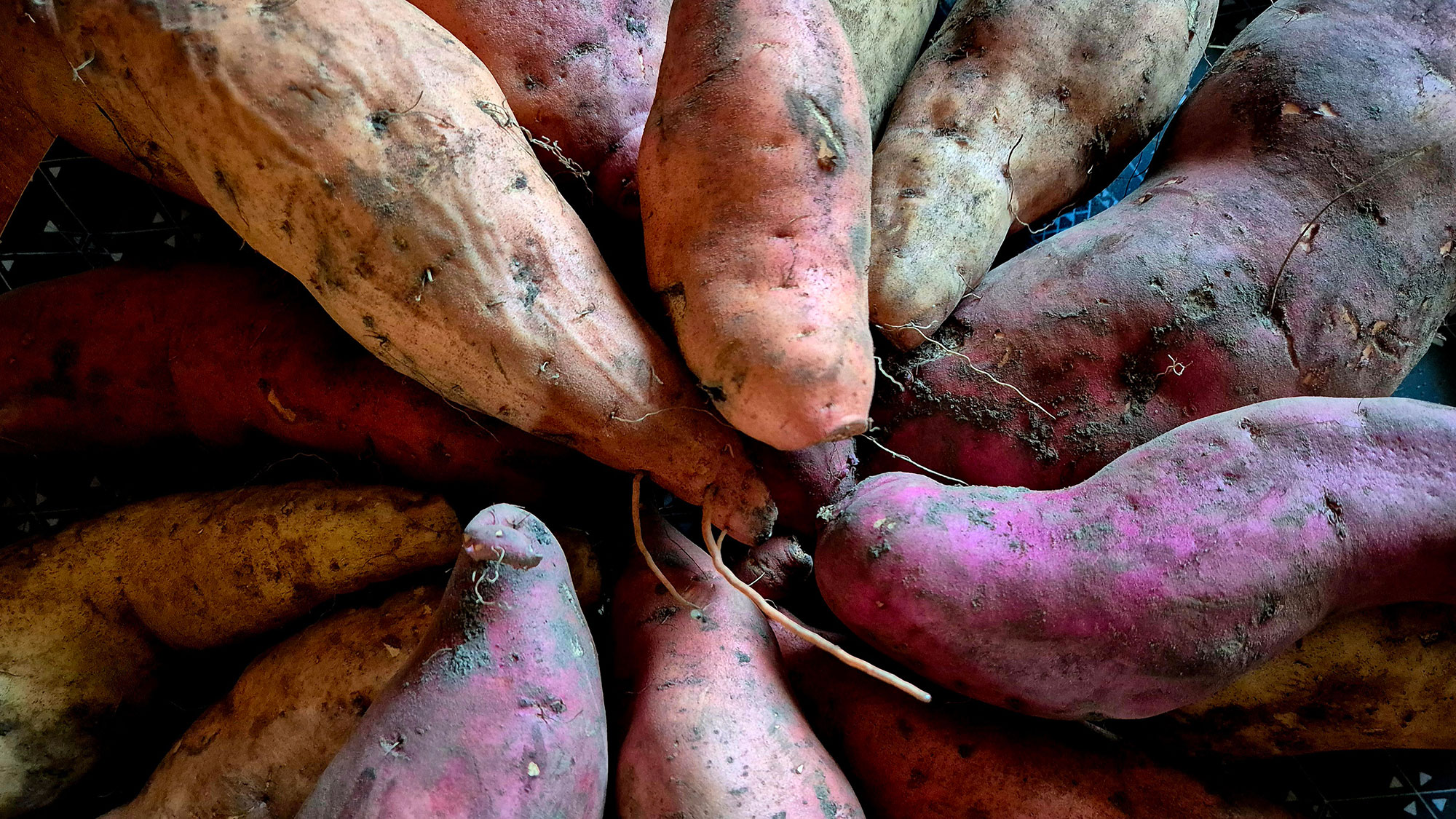 Många olika sorters sötpotatis i olika färger