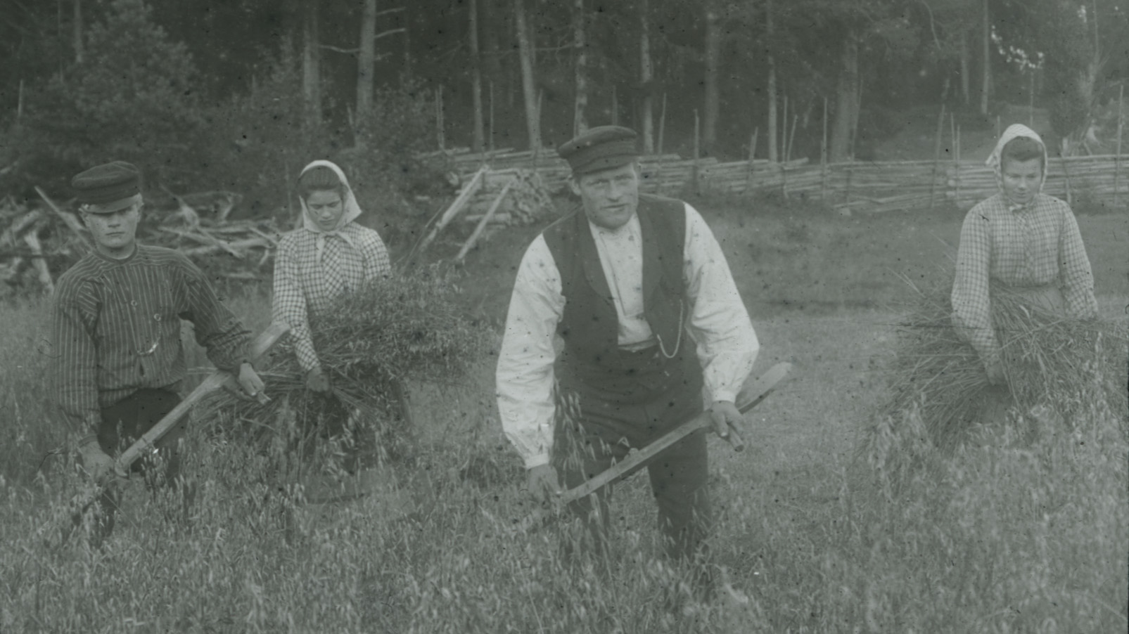 Svartvit historisk bild där män i skjorta och skärmmössa och kvinnor med långa kjolar och sjal på huvudet arbetar med skörd.