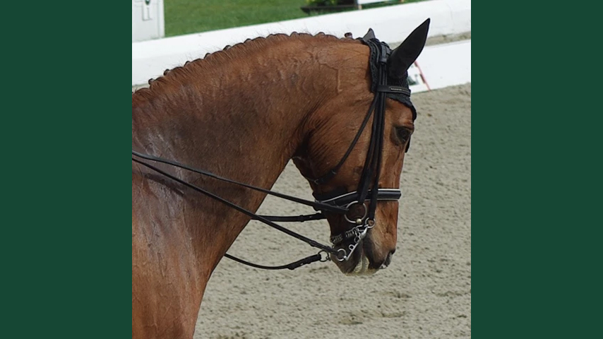 Foto av en häst med kandar (dubbla tyglar).