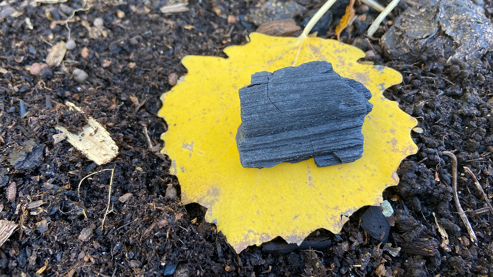 En bit biokol på ett löv