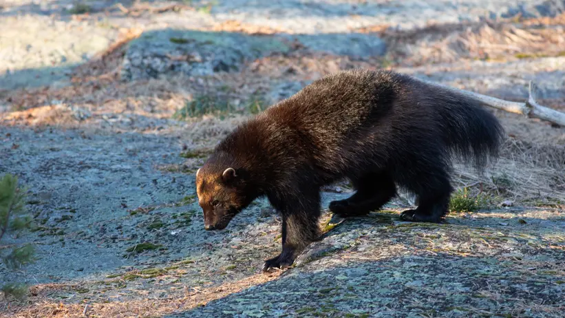 Järv i snöigt landskap