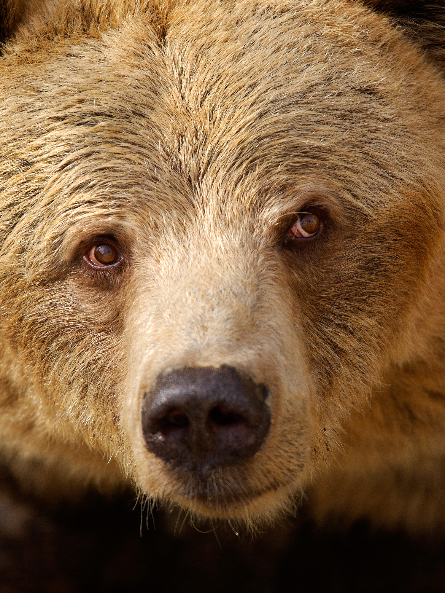 Närbild på en björn