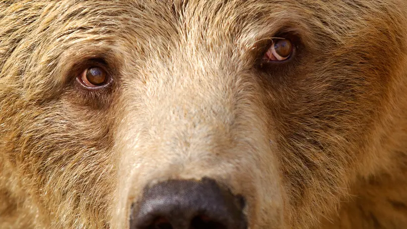 Närbild på en björn